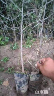 高度55厘米沙棘