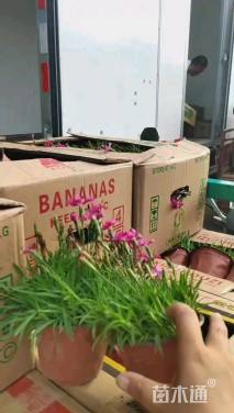 高度15厘米欧石竹