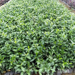 高度40厘米小叶栀子