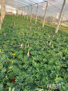 高度20厘米羽扇豆