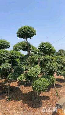 高度230厘米小叶女贞