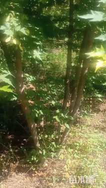 高度300厘米丛生茶条槭