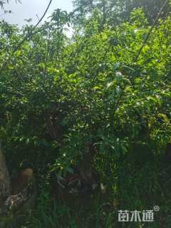 高度130厘米李子树