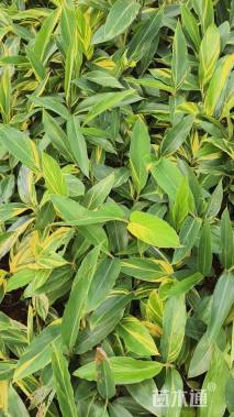 高度30厘米花叶良姜