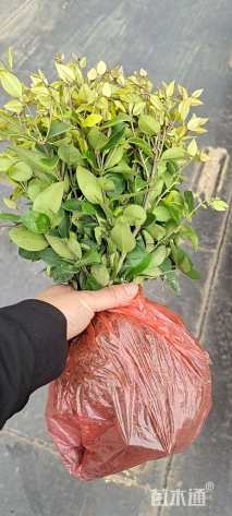 高度25厘米金森女贞小苗