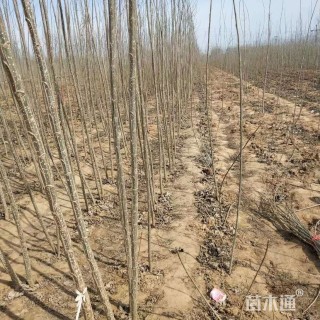 1.5公分杨树