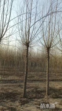 12公分金丝垂柳