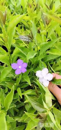 高度30厘米鸳鸯茉莉