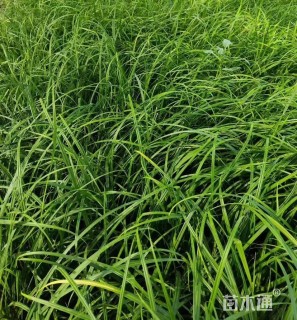 高度60厘米野青茅