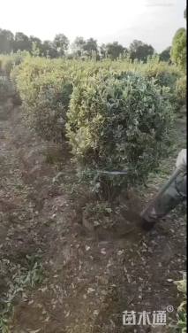 冠幅100厘米金边黄杨球