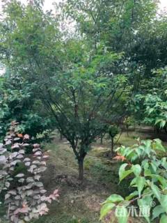 12公分骨里红梅