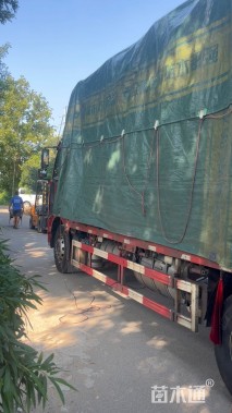 高度11厘米白三叶