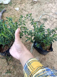 高度25厘米六月雪小苗