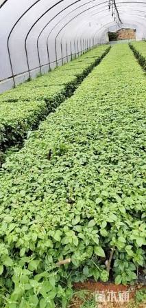 高度40厘米三角梅