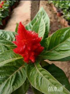 高度15厘米鸡冠花