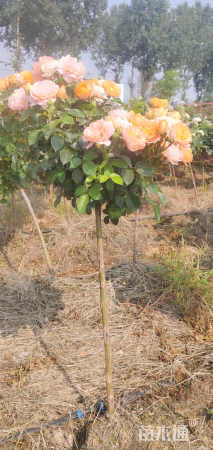 高度70厘米果汁阳台月季