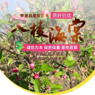 20公分八棱海棠