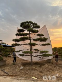 50公分造型松