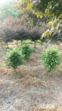 15公分中华红枫