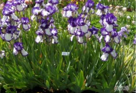 高度20厘米蓝花鸢尾
