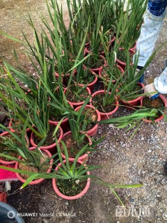 高度40厘米鸢尾