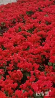 高度30厘米三角梅