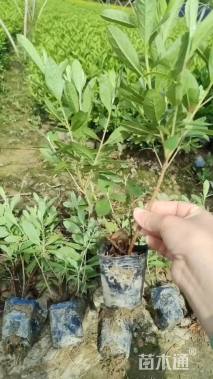 高度30厘米杜鹃