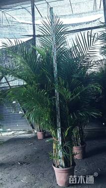 裸干高80厘米散尾