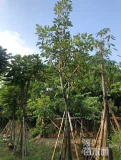 7公分红花风铃木