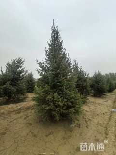 高度400厘米云杉