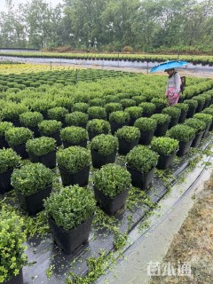 高度30厘米完美冬青