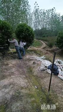 冠幅200厘米含笑球