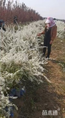 高度100厘米喷雪花