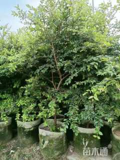 高度2厘米嘉宝果