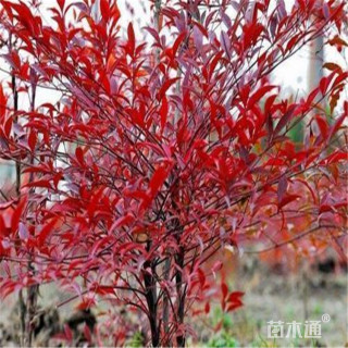 高度40厘米火焰南天竹