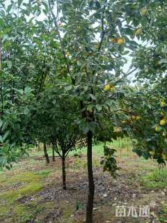 12公分柿树