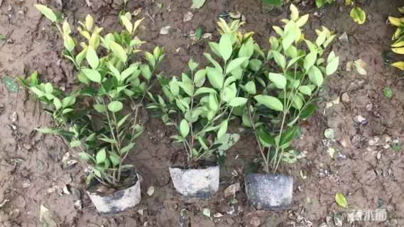 高度40厘米金森女贞