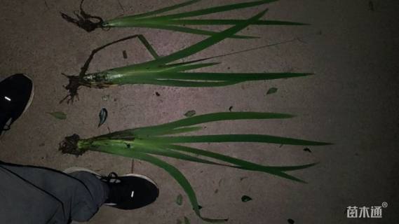 高度50厘米水生鸢尾