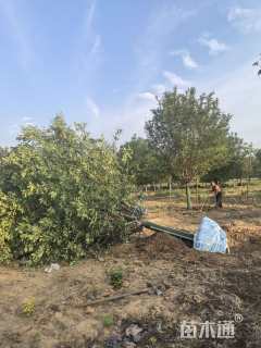 15公分绚丽海棠