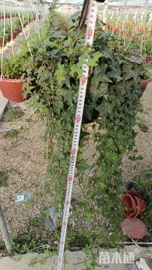 100厘米常春藤