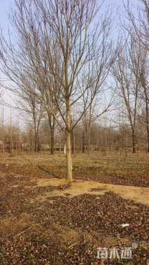 18公分美国红枫