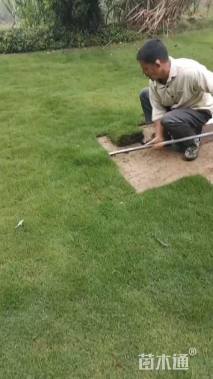 草卷状马尼拉草