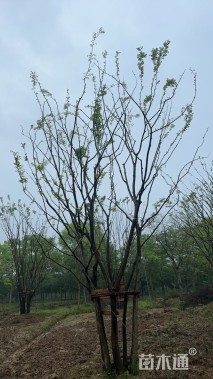 75公分丛生朴树