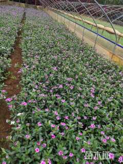 高度25厘米长春花