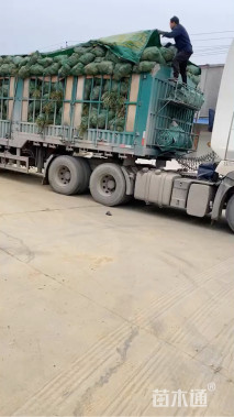 高度25厘米中叶麦冬