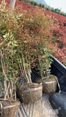 高度60厘米南天竹