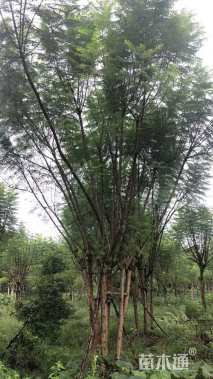 12公分丛生蓝花楹