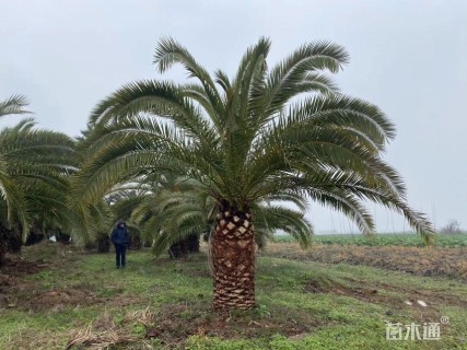 裸干高150厘米加拿利海枣