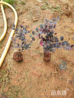 高度20厘米红花继木