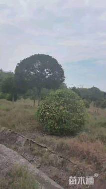 高度4000厘米丛生桂花